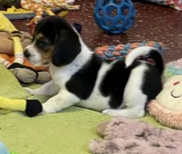 Artemis, a male Beagle for sale in Earlville, IL – 7 of 8
