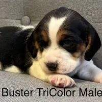 Buster, a female Beagle for sale in Earlville, IL – 1 of 1