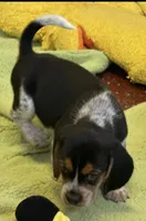 Austin, a male Beagle for sale in Earlville, IL – 3 of 6
