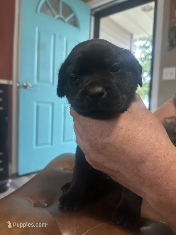 Bright Pink – Cane Corso puppy on hold in Columbia City, IN