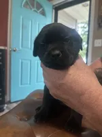 Bright Pink, a male Cane Corso for sale in Columbia City, IN – 1 of 2
