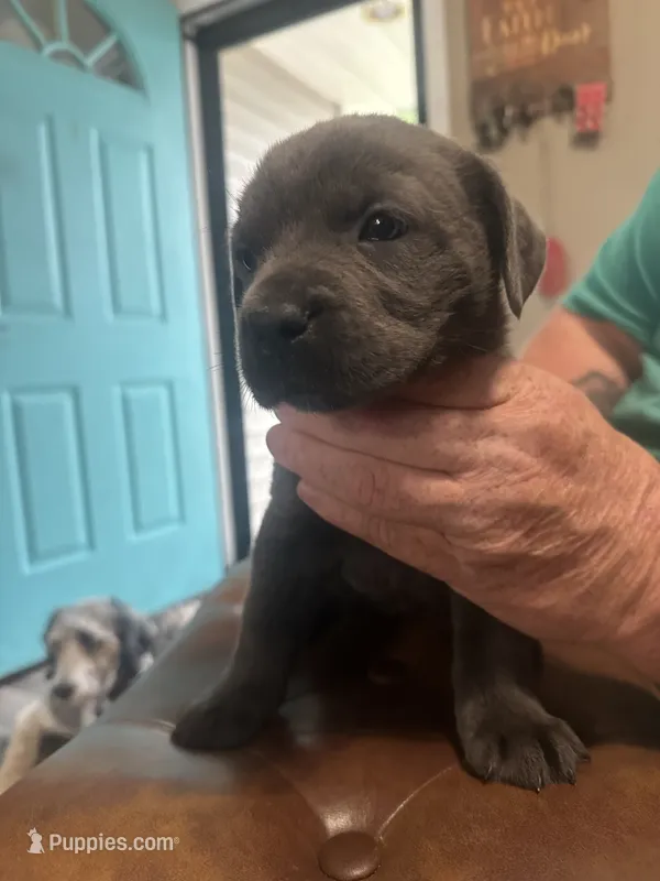Purple – Cane Corso puppy for sale in Columbia City, IN