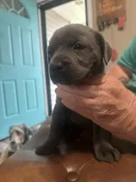 Purple, a female Cane Corso for sale in Columbia City, IN – 1 of 2
