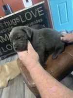 Purple, a female Cane Corso for sale in Columbia City, IN – 2 of 2