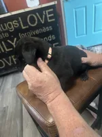 Pink, a female Cane Corso for sale in Columbia City, IN – 2 of 2