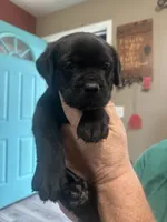 Mint, a male Cane Corso for sale in Columbia City, IN – 1 of 2