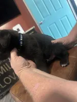 Blue, a male Cane Corso for sale in Columbia City, IN – 2 of 2