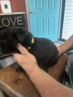 Yellow, a female Cane Corso for sale in Columbia City, IN – 2 of 2