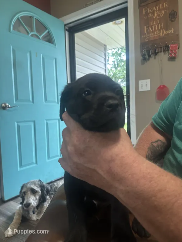 Orange – Cane Corso puppy for sale in Columbia City, IN