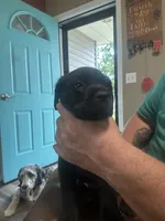 Orange, a male Cane Corso for sale in Columbia City, IN – 1 of 2