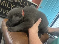 Red, a male Cane Corso for sale in Columbia City, IN – 2 of 2
