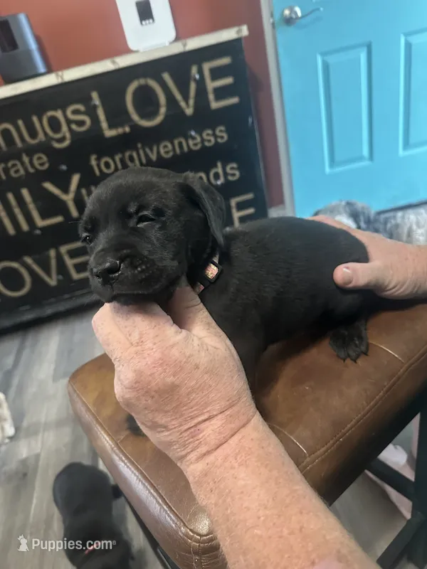 Pink – Cane Corso puppy for sale in Columbia City, IN