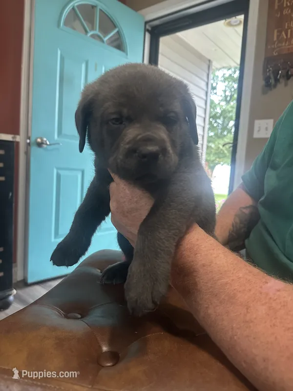 Red – Cane Corso puppy for sale in Columbia City, IN