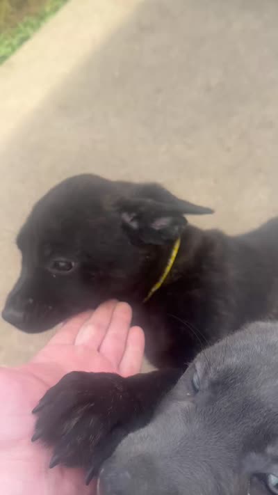 Yellow, a female Cane Corso for sale in Columbia City, IN – 7 of 7