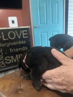 Bright Pink, a male Cane Corso for sale in Columbia City, IN – 2 of 2