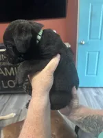 Mint, a male Cane Corso for sale in Columbia City, IN – 2 of 2