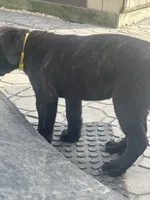 Yellow, a female Cane Corso for sale in Columbia City, IN – 4 of 7