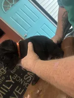 Orange, a male Cane Corso for sale in Columbia City, IN – 2 of 2