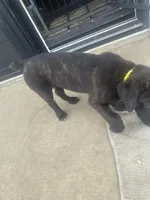 Yellow, a female Cane Corso for sale in Columbia City, IN – 6 of 7