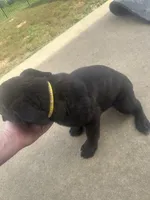 Yellow, a female Cane Corso for sale in Columbia City, IN – 5 of 7