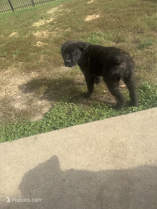 Yellow – Cane Corso puppy for sale in Columbia City, IN