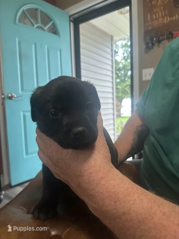Yellow – Cane Corso puppy for sale in Columbia City, IN