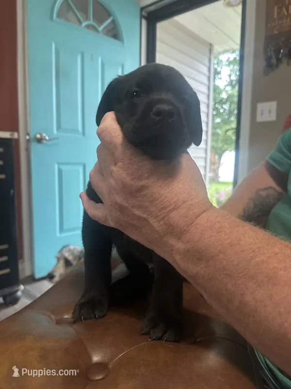 Blue – Cane Corso puppy for sale in Columbia City, IN