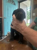 Blue, a male Cane Corso for sale in Columbia City, IN – 1 of 2