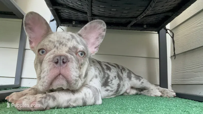 Sterling  – French Bulldog puppy for sale in Humble, TX
