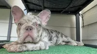 Sterling , a male French Bulldog for sale in Humble, TX – Photo 1 of 3
