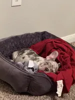 Sterling , a male French Bulldog for sale in Humble, TX – Photo 3 of 3