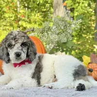 Xena(pink bow), a female Poodle - Toy  and Poodle - Standard  for sale in Evart, MI – Photo 3 of 10