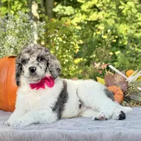 Xena(pink bow), a female Poodle - Toy  and Poodle - Standard  for sale in Evart, MI – Photo 6 of 10
