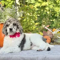 Xena(pink bow), a female Poodle - Toy  and Poodle - Standard  for sale in Evart, MI – Photo 8 of 10