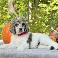 Xena(pink bow), a female Poodle - Toy  and Poodle - Standard  for sale in Evart, MI – Photo 7 of 10