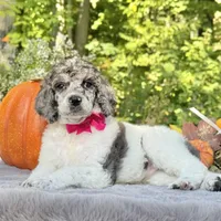 Xena(pink bow), a female Poodle - Toy  and Poodle - Standard  for sale in Evart, MI – Photo 4 of 10