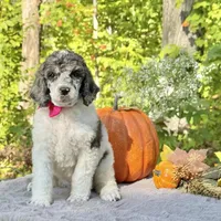 Xena(pink bow), a female Poodle - Toy  and Poodle - Standard  for sale in Evart, MI – Photo 9 of 10