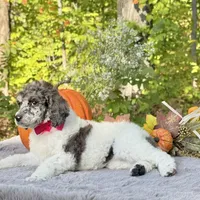 Xena(pink bow), a female Poodle - Toy  and Poodle - Standard  for sale in Evart, MI – Photo 10 of 10