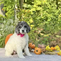 Xena(pink bow), a female Poodle - Toy  and Poodle - Standard  for sale in Evart, MI – Photo 2 of 10