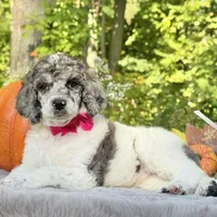 Xena(pink bow), a female Poodle - Toy  and Poodle - Standard  for sale in Evart, MI – Photo 5 of 10