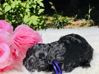 Angel(hold), a female Cavapoo and Cavalier King Charles Spaniel for sale in Evart, MI – Photo 7 of 10