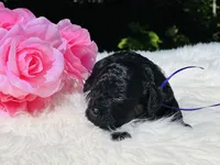 Angel(hold), a female Cavapoo and Cavalier King Charles Spaniel for sale in Evart, MI – Photo 6 of 10