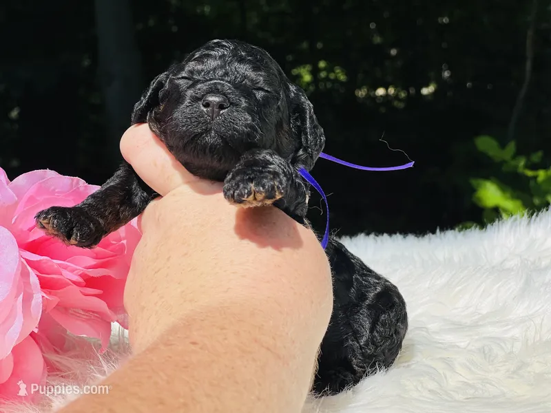 Angel(hold), a female Cavapoo and Cavalier King Charles Spaniel for sale in Evart, MI – Photo 1 of 10