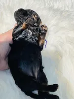 Angel(hold), a female Cavapoo and Cavalier King Charles Spaniel for sale in Evart, MI – Photo 9 of 10