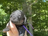 Angel(hold), a female Cavapoo and Cavalier King Charles Spaniel for sale in Evart, MI – Photo 8 of 10