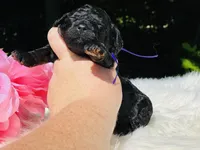 Angel(hold), a female Cavapoo and Cavalier King Charles Spaniel for sale in Evart, MI – Photo 3 of 10