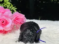 Angel(hold), a female Cavapoo and Cavalier King Charles Spaniel for sale in Evart, MI – Photo 5 of 10