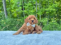 Silver Bow OFA, a male Cavalier King Charles Spaniel and Poodle - Toy  for sale in Evart, MI – Photo 2 of 10