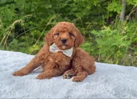 Silver Bow OFA, a male Cavalier King Charles Spaniel and Poodle - Toy  for sale in Evart, MI – Photo 5 of 10