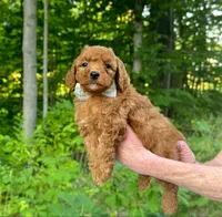 Silver Bow OFA, a male Cavalier King Charles Spaniel and Poodle - Toy  for sale in Evart, MI – Photo 3 of 10